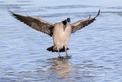 Branta-canadensis;Canada-Goose;Flying-Bird;Landing;One;Photography;action;activ